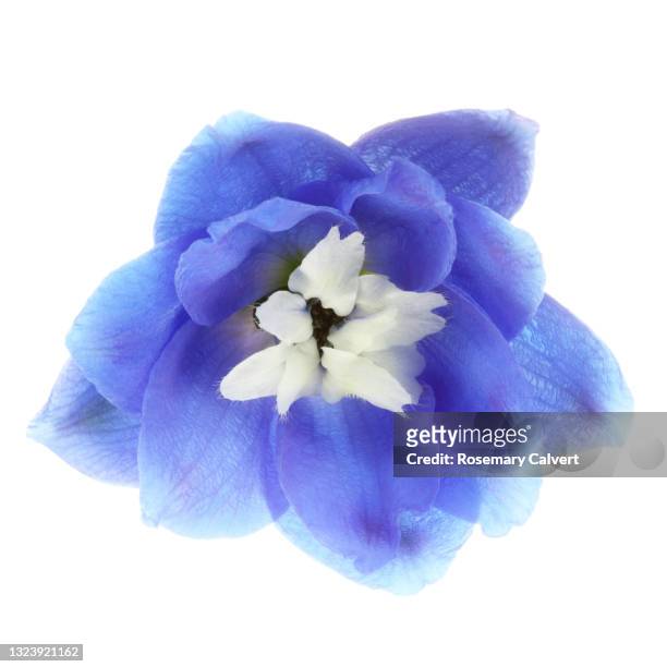 close-up of blue delphinium floret on white square. - delphinium stock pictures, royalty-free photos & images