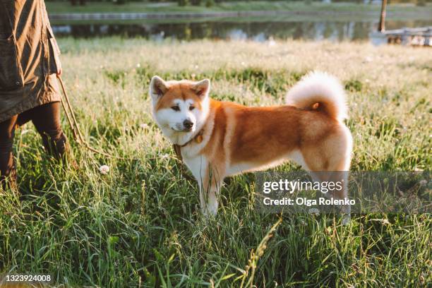 middle age woman walk with her akita inu dog along a lake in the early morning - akita inu stock pictures, royalty-free photos & images
