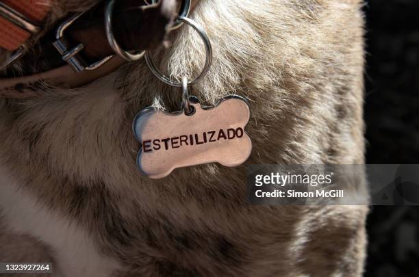 male dog wearing a collar with a dog bone shaped tag stating in spanish 'esterilizado' [sterilized] - collar 個照片及圖片檔