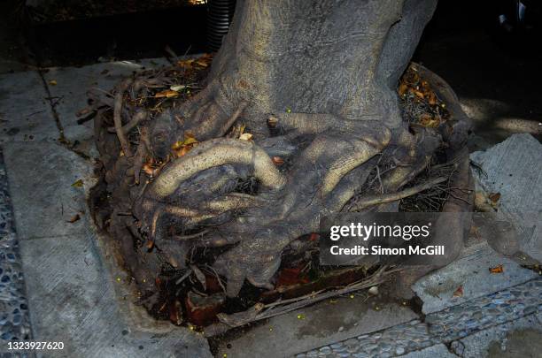 Tree Cube Root Cube Root Photos and Premium High Res Pictures - Getty Images