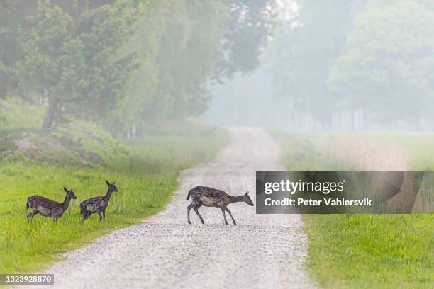 fallow deers - country road stock pictures, royalty-free photos & images