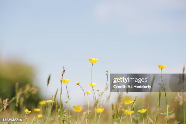 buttercups in a meadow against blue sky - focus on foreground stock pictures, royalty-free photos & images