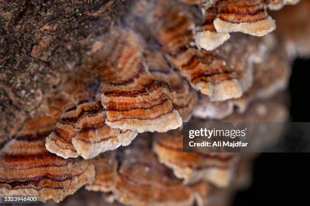 bracket mushrooms after rain - bracket household fixture stock-fotos und bilder