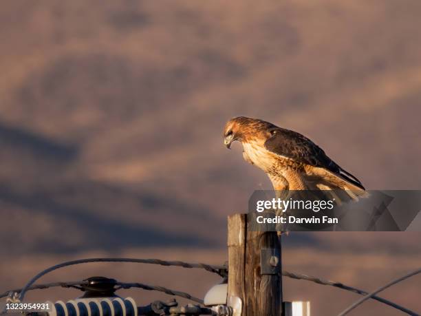 Hawk With Mouse Mouse Hawk Photos and Premium High Res Pictures - Getty Images