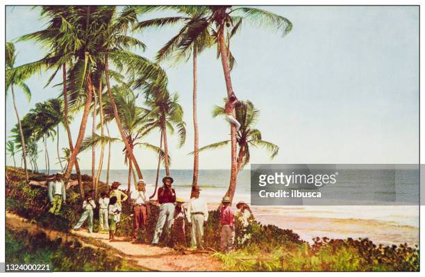 ilustraciones, imágenes clip art, dibujos animados e iconos de stock de fotografía antigua en color: bosque de cocoteros a orillas del mar - cuban culture