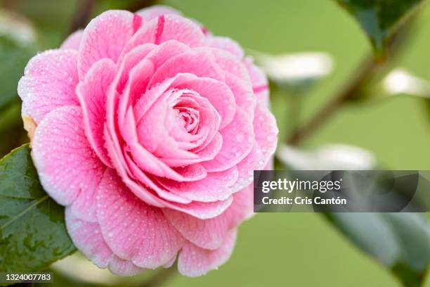 pink camellia flower with water drops - camellia japonica stock pictures, royalty-free photos & images