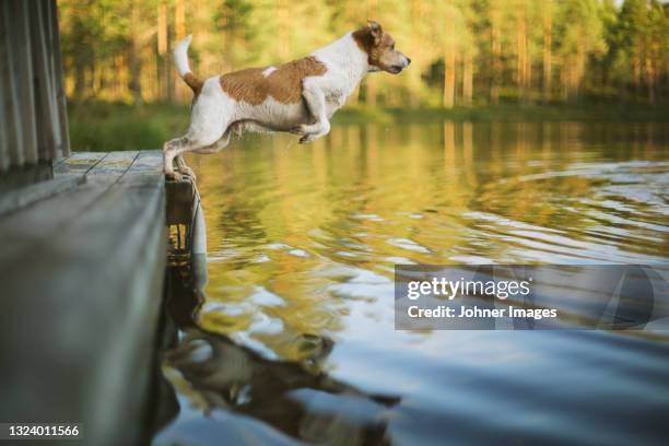 dog jumping into lake - dog on a lake stock pictures, royalty-free photos & images