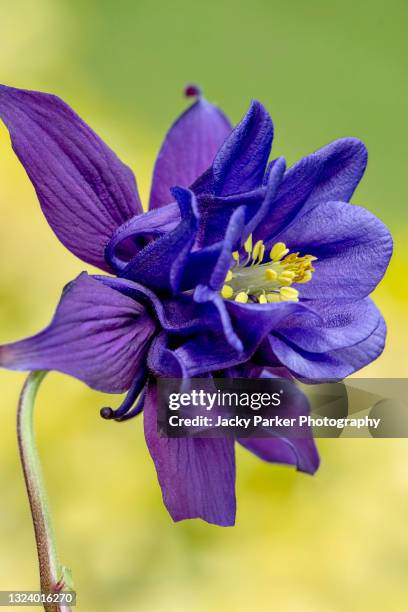 beautiful purple/blue spring columbine flower also known as aquilegia of granny's bonnet - columbine flower stock pictures, royalty-free photos & images