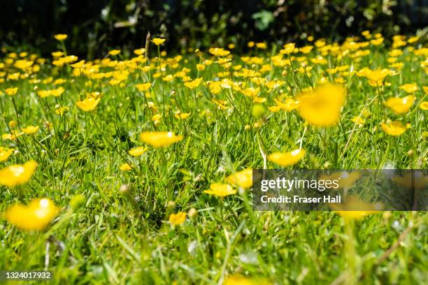 close up of yellow buttercups - buttercup stock pictures, royalty-free photos & images