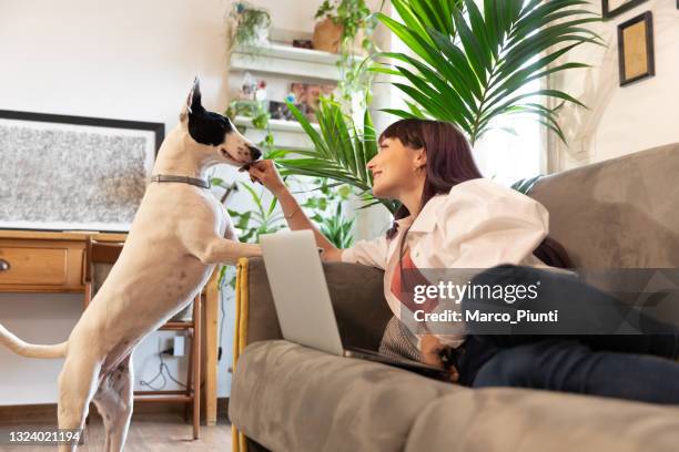 woman at laptop at home with her dog - woman dog collar stock pictures, royalty-free photos & images