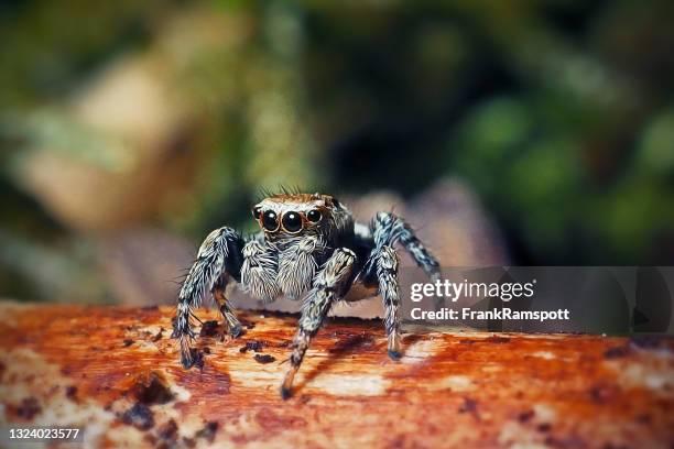 1 444点のwolf Spiderのストックフォト Getty Images 1 444点のwolf Spiderのストックフォト Getty Images