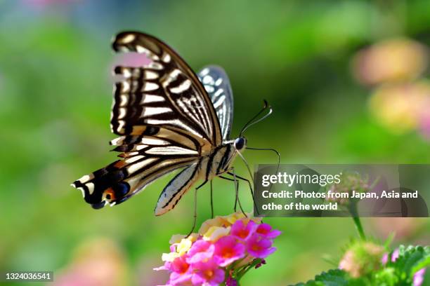 lantana / lantana camara / shrub verbena flower and asian swallowtail butterfly - 吻 ストックフォトと画像