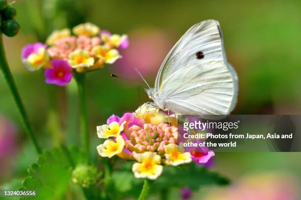 2,642 White Butterflies A Lot Stock Photos, High-Res Pictures, and Images -  Getty Images