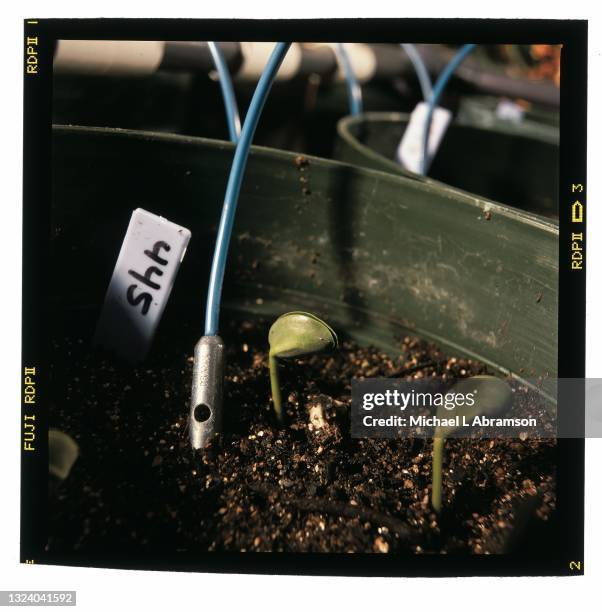 Close-up of bioengineered soybean sprouts in soil at a Monsanto laboratory, St Louis, Missouri, 2000.