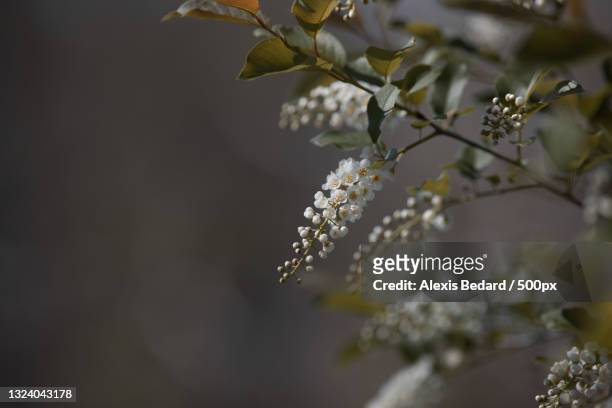 close-up of cherry blossom tree,london,ontario,canada - london ontario stockfoto's en -beelden