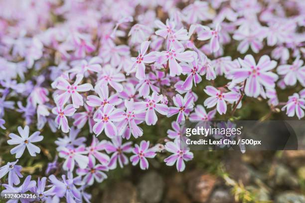 close-up of pink flowering plant - phlox stock-fotos und bilder