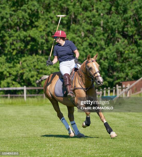 polo-training, stfold viken norwegen - polo horse stock-fotos und bilder