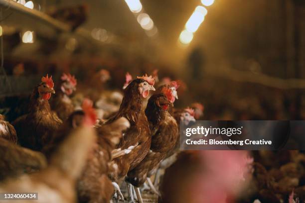 hens inside a barn - free range chicken egg stock pictures, royalty-free photos & images