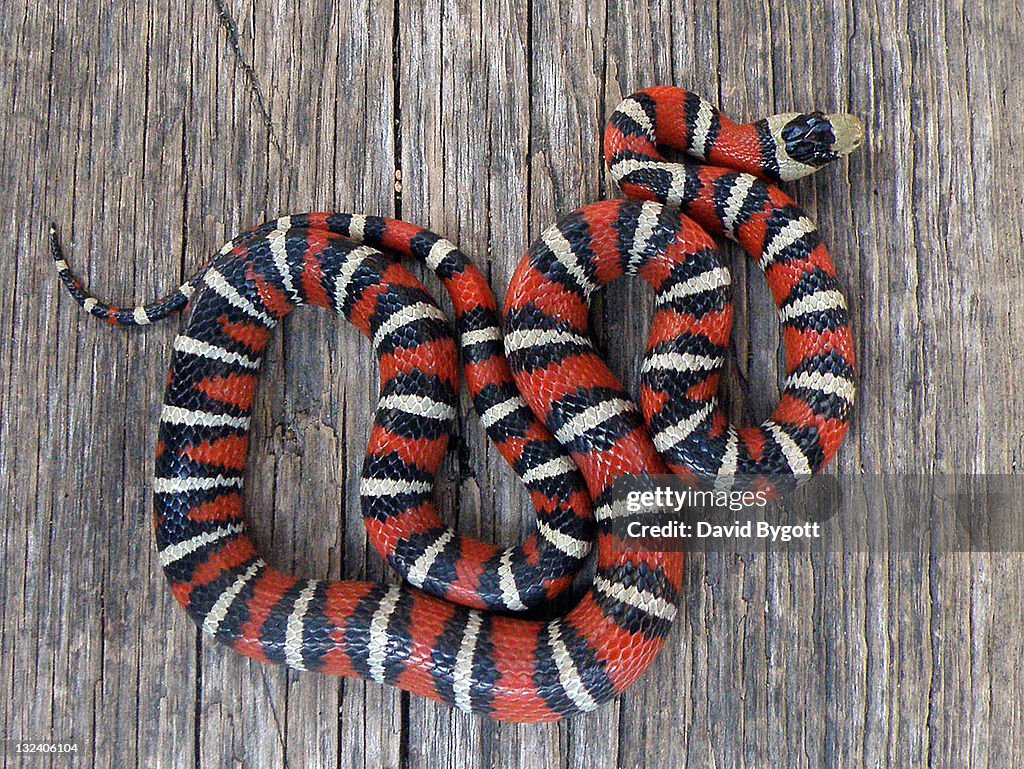 Lampropeltis pyromelana knoblochi