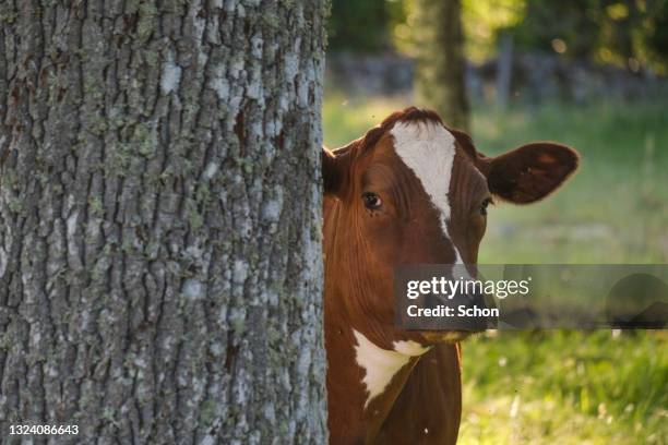curious cow looking behind an oak tree in the summer - koe stockfoto's en -beelden