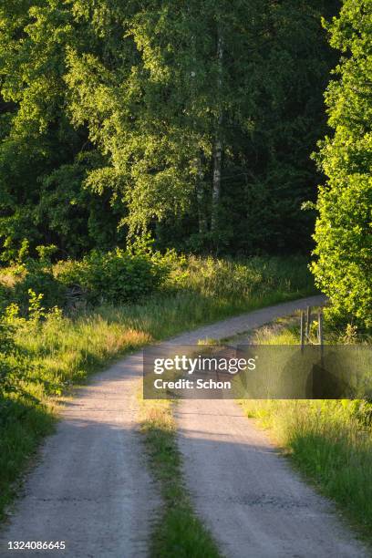 narrow gravel road in greenery in summer in evening light - road light trail stock pictures, royalty-free photos & images