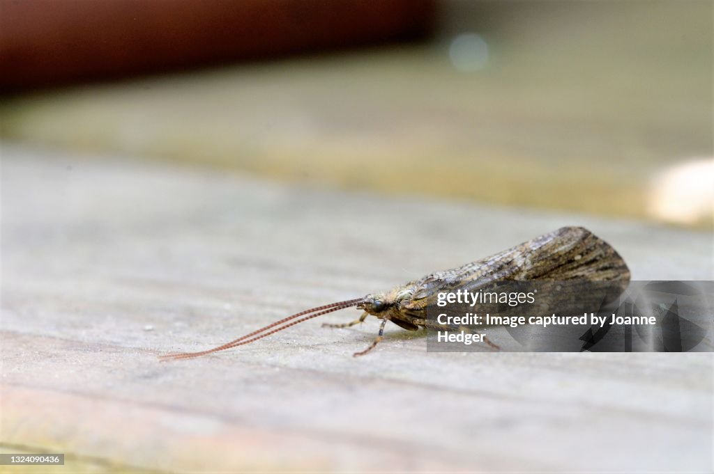 Caddisfly resting on a woodland table in South East English