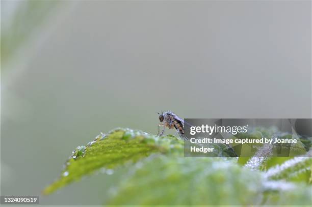Punkie Insect 462 Punkie Stock Photos, High-Res Pictures, and Images - Getty Images