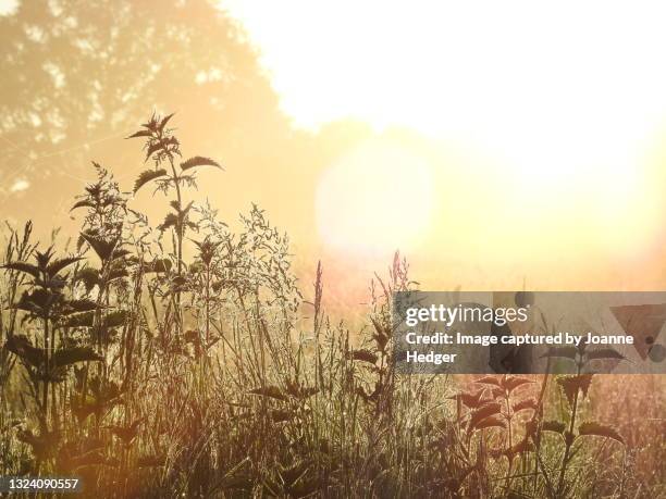 first rays of summer sunshine on english meadow - brennessel stock-fotos und bilder