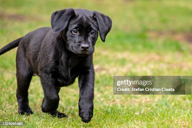 black labrador puppy walking in backyard - retriever stock pictures, royalty-free photos & images