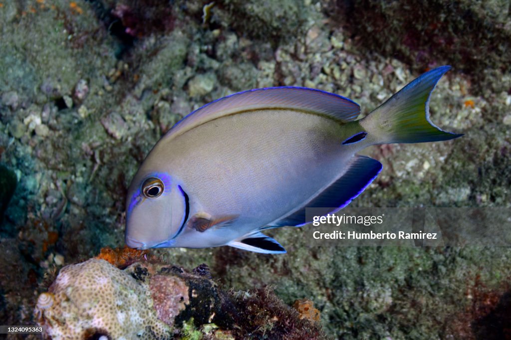 Labajan Fish Ocean Surgeonfish High-Res Stock Photo - Getty Images