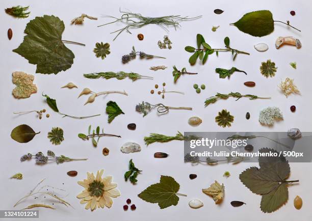 natural natural and plant objects on a light background - herbarium stock pictures, royalty-free photos & images