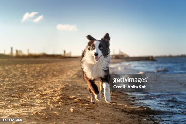 the dog is running on the beach - australian shepherd stock-fotos und bilder