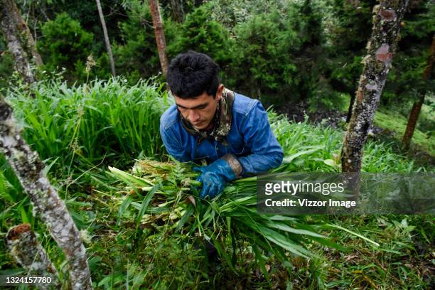 César Peña carries imperial grass he cut to gather 45 kilos and feed cows at his farm on May 29, 2021 in Calarcá, Colombia. Farmers of the Quindio...