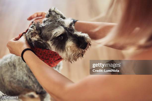 cropped shot of an unrecognizable woman tying a scarf on her miniature schnauzer at home - schnauzer stock pictures, royalty-free photos & images