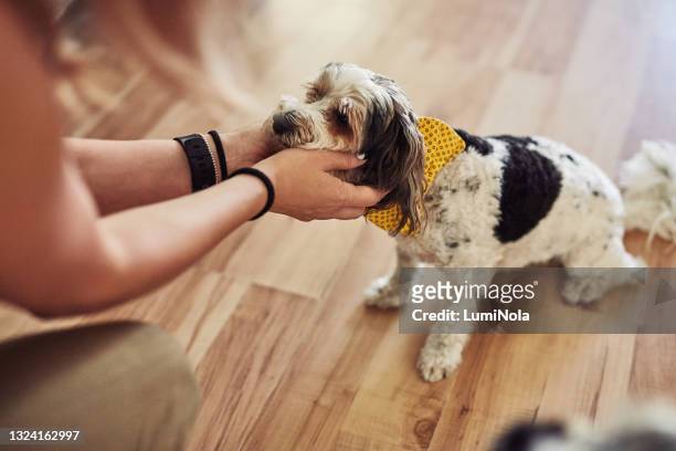 cropped shot of an unrecognizable woman crouching down to pet her yorkshire terrier at home - dog knots stock pictures, royalty-free photos & images
