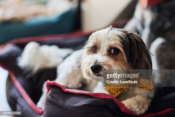 shot of a yorkshire terrier sitting alone in the living room during the day - blurry living room stockfoto's en -beelden