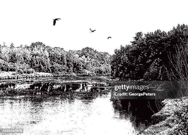 wilderness river and forest with great blue herons - stream body of water stock illustrations