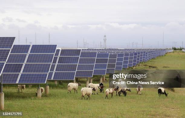 Sheep eat grass next to solar panels at a photovoltaic power station on June 17, 2021 in Gonghe County, Hainan Tibetan Autonomous Prefecture, Qinghai...