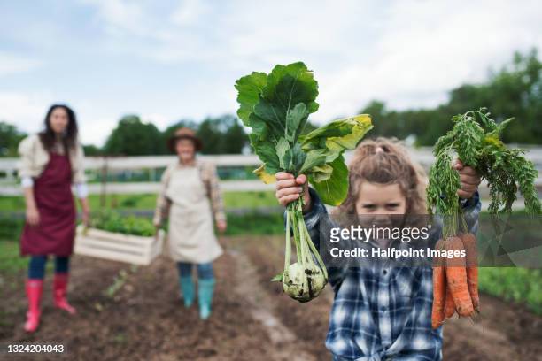 small girl with mother and grandmother working in vegetable garden. - kohlrübe stock-fotos und bilder