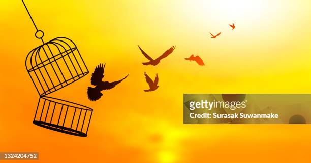 flying birds and broken chains - freedom birds with nature on sunset background, concept of hope. - redemption stock pictures, royalty-free photos & images