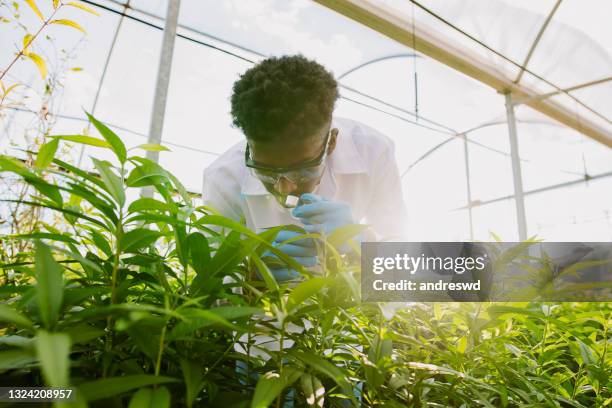 männer analysieren pflanzenwissenschaft - magnifying glass nature stock-fotos und bilder