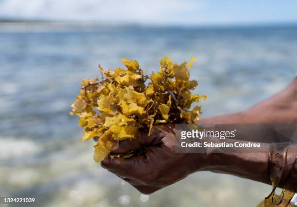 exploration and algae seaweed at coast, presentation of seaweed.diani beach in ukunda, kenya, africa. - algue verte photos et images de collection