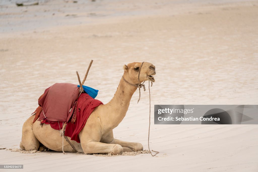 Talking camel, portrait with Indian Ocean, Ukunda Beach, near Tiwi village and Diani Beach in Kenya, Africa.