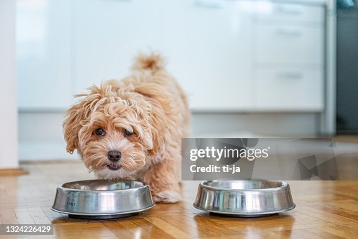 Kleine süße maltipoo Welpen Kleine süße maltipoo Welpen