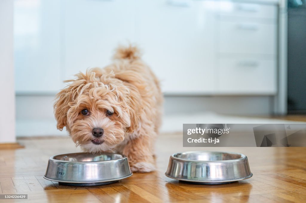 Pequeño cachorro maltipoo lindo