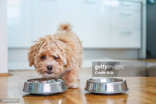 piccolo cucciolo carino di maltipoo - maltese dog foto e immagini stock