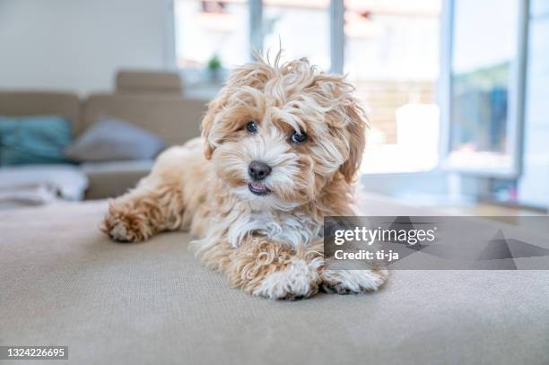 kleine süße maltipoo welpen - malteser stock-fotos und bilder