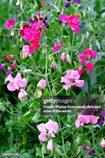 sweet pea flowers - sweet peas stock pictures, royalty-free photos & images