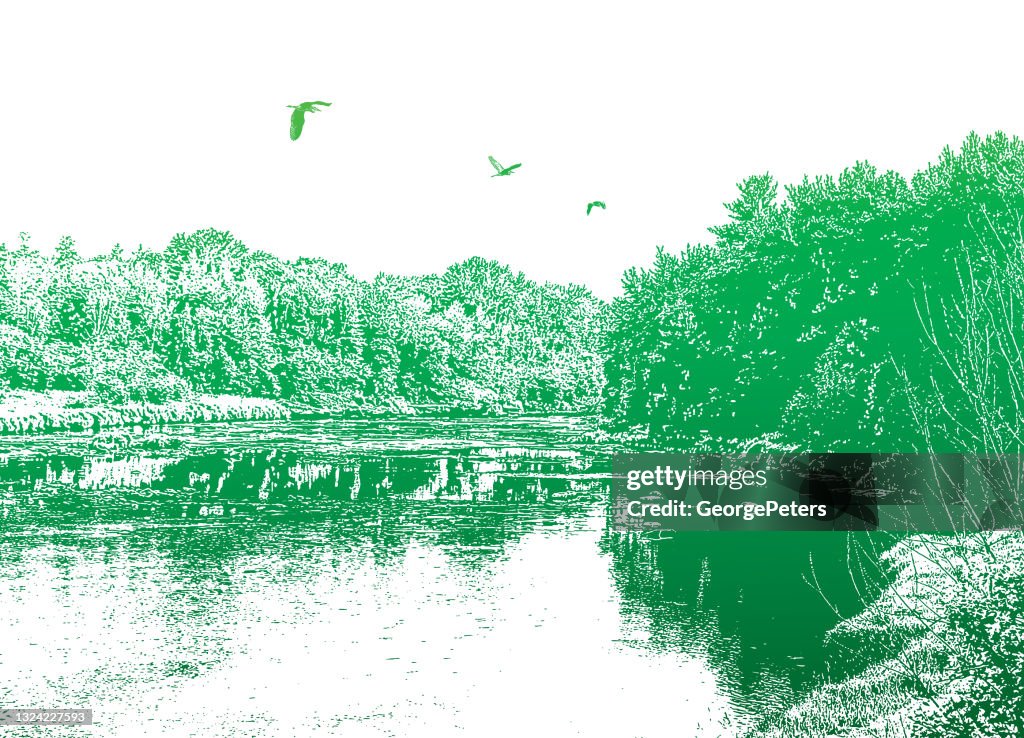 Wilderness river and forest with Great Blue Herons