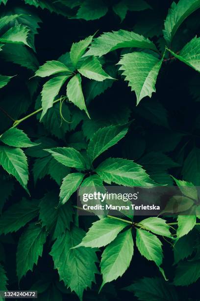 beautiful natural background with green leaves. - newly industrialized country stock pictures, royalty-free photos & images